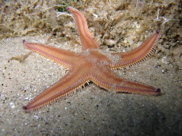 Astropecten irregularis (Pennant, 1777)